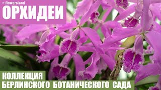 Коллекция орхидей Берлинского ботанического сада