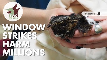 Windows Kill Millions: Rescuing Migratory Birds