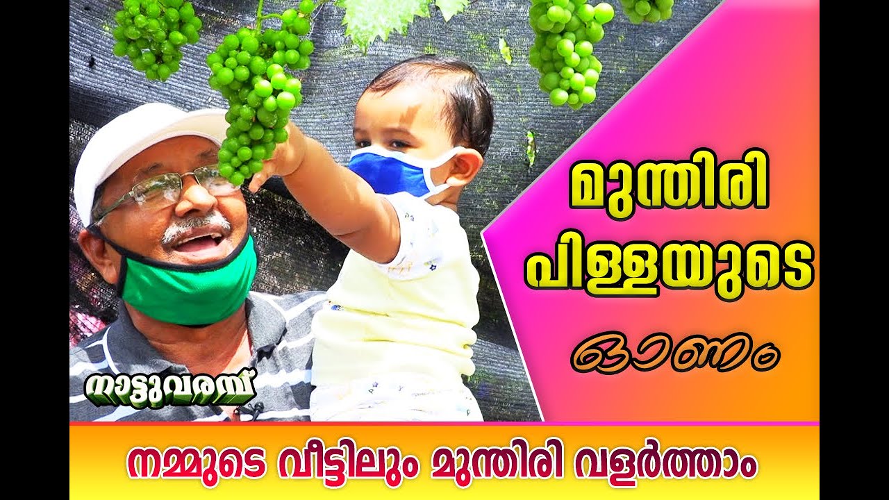 മുന്തിരി വിളയിക്കാം നമ്മുടെ വീട്ടിലും ( Grapes Cultivation Kerala ) | KC PILLA | NATTUVARAMBU