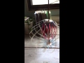 紙がくるくるをスローで