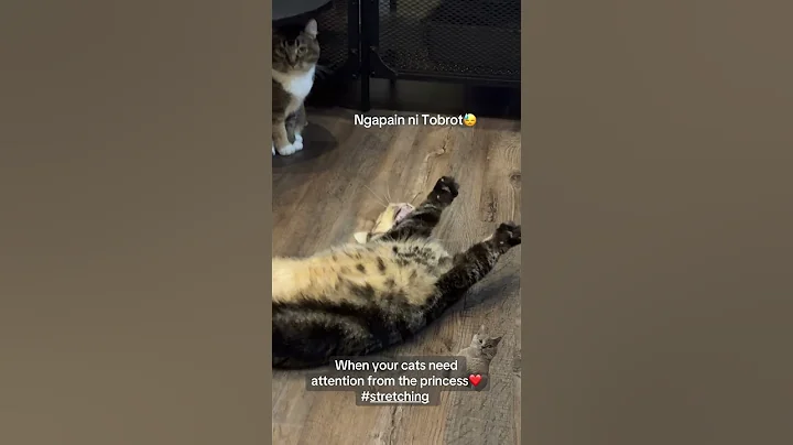 Video 9364061: munchkin britishshorthair cat, curl cat, kucing