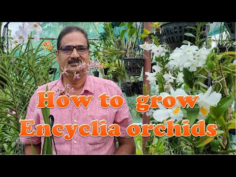 Video: Cochleata Orchid Care: impara come coltivare orchidee a conchiglia