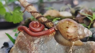 The Art of the Slow: Inside the Peaceful World of Millipede Movement #Millipede #insects #slowliving