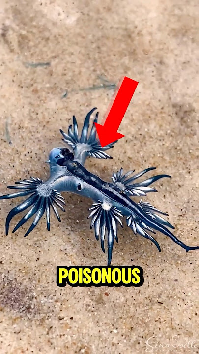 TOP 5 MOST POISONOUS ANIMAL IN THE WORLD! 🤯😳