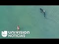 Un dron capta un tiburón nadando tranquilamente entre bañistas en la playa de Miami Beach