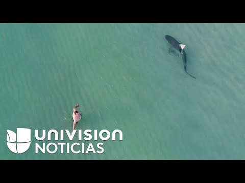 Un Dron Capta Un Tiburón Nadando Tranquilamente Entre Bañistas En La Playa De Miami Beach