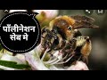 What is pollination by  kesang negi horticulture officer