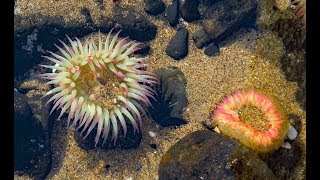 Oregon Coast Ecola State Park, Indian Beach, Cannon Beach, Hug Point & Sea Anemones
This is an easy day trip from Portland to the Northern Oregon Coast. Leave by 9AM & back home by 5PM. Places visited, Ecola State Park, Indian Beach, Cannon Beach, and Hug Point. Best of all the sea anemones at Haystack Rock. Oregon Coast Ecola State Park, Indian Beach, Cannon Beach, Hug Point & Sea Anemones