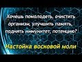 Огневка. Настойка восковой моли ПЖВМ. Проект "Честный мед"