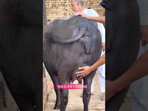 1.38 लाख में पहले बयात की टॉप झोटी || #pashupalanvikasmanch