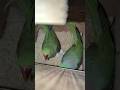 💚 1-1 Alexanderine 💚 with freshly laid eggs #petbirds #parrotlove #birds #cute #animalsoftiktok