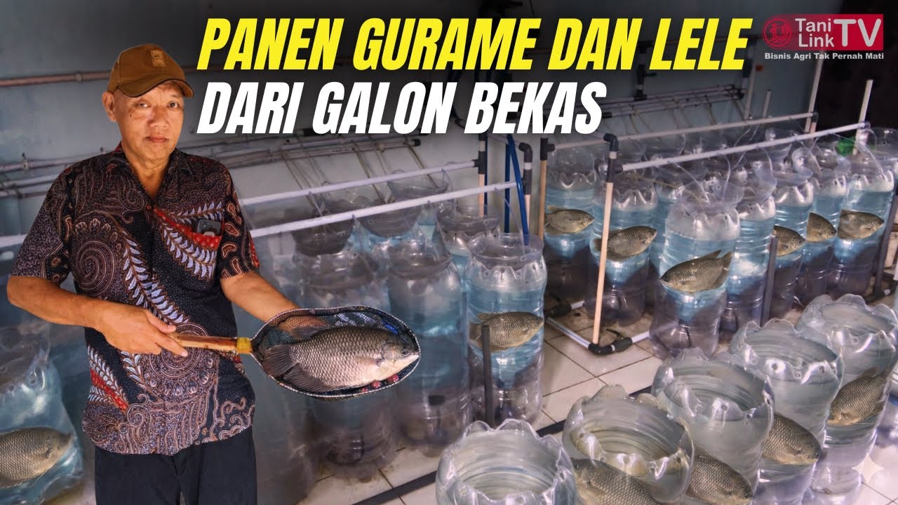 Dari Limbah Jadi Cuan: Pak Guru Sukses Ternak Lele & Gurame di Galon Bekas!