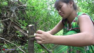 Smart Girl Make Simple Trap Catch Forest Chicken | Cooking Chicken For Eating Delicious