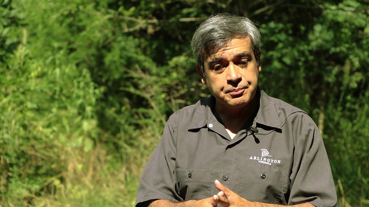 Arlington, Virginia's Magnolia Bog