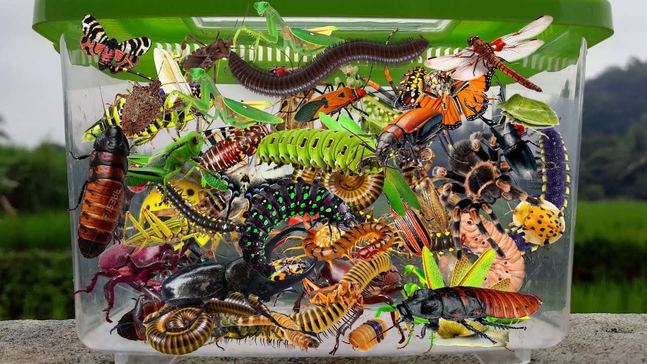 I searched for insects in the garden, I got Grasshopper, Ladybug, Mantis, Cockroach, Cricket, beetle