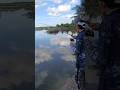 Pakai umpan udang hidup dengan teknik pelampung, dapat barramundi #fishing #mancing #mancingmania