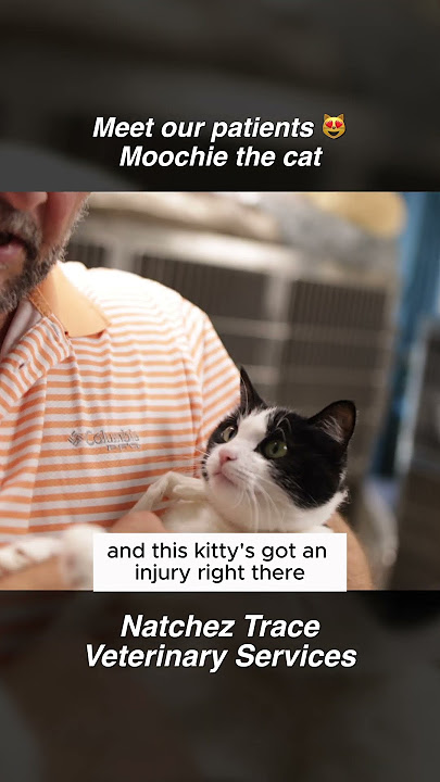 Download lagu Moochie the Cat: Dr. Marc Smith's Kitty and Neighborhood Star