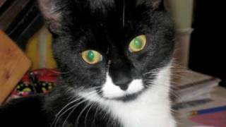 Luna Photographs 1