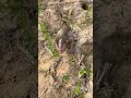 #fypviralシ #cute #monkey #animal #cutemonkey #babymonkey #littlebabymonkey #viralvideo #Short