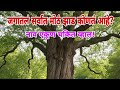 पृथ्वीवरील सर्वात मोठं झाड कोणतं? 😲 Amazing Tree Facts