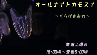オールナイトカモスイ　～くらげまみれ～ #203　キタカブトクラゲ