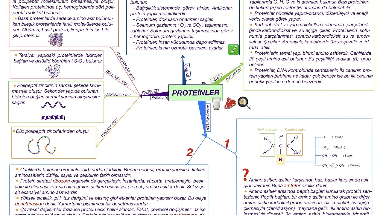 2022 Proteinler Youtube