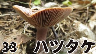 きのこちゃんのきのこ図鑑「ハツタケ」 - YouTube