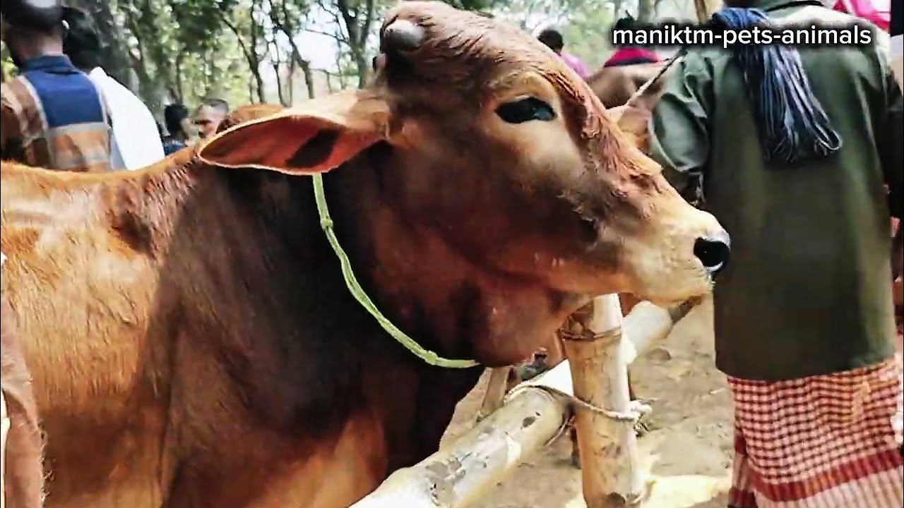 cow cow - cow sound - hamba- guru  - cow video 