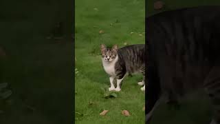 Cat Entranced By Human's Meowsical Singing