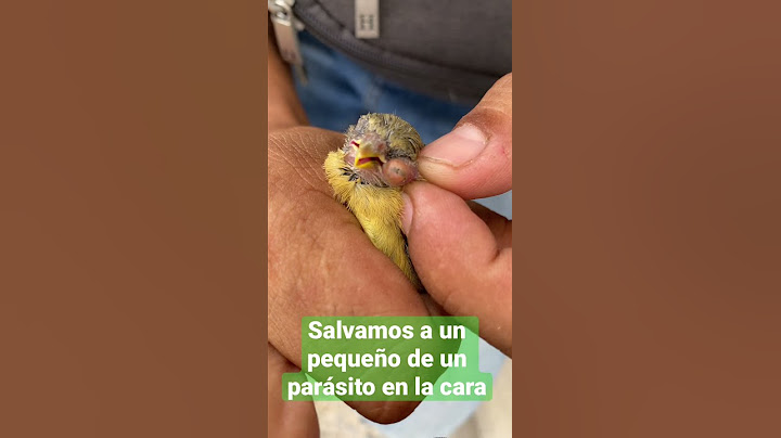 Le quite una larva a un pequeño dominico.