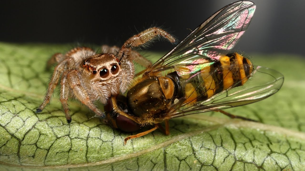 Jumping Spider attacks Bee - Jumping Spider vs Bee 2016