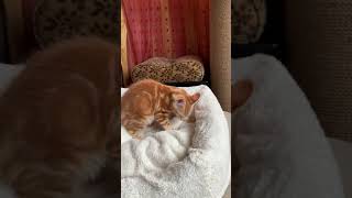 Kitten Peach's first day in a new home  Первый день котенка Персика в новом доме  2