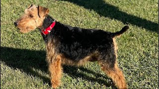 Rosalie Adult Welsh Terrier