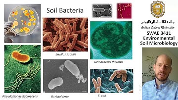 SWAE3411 - Soil bacteria