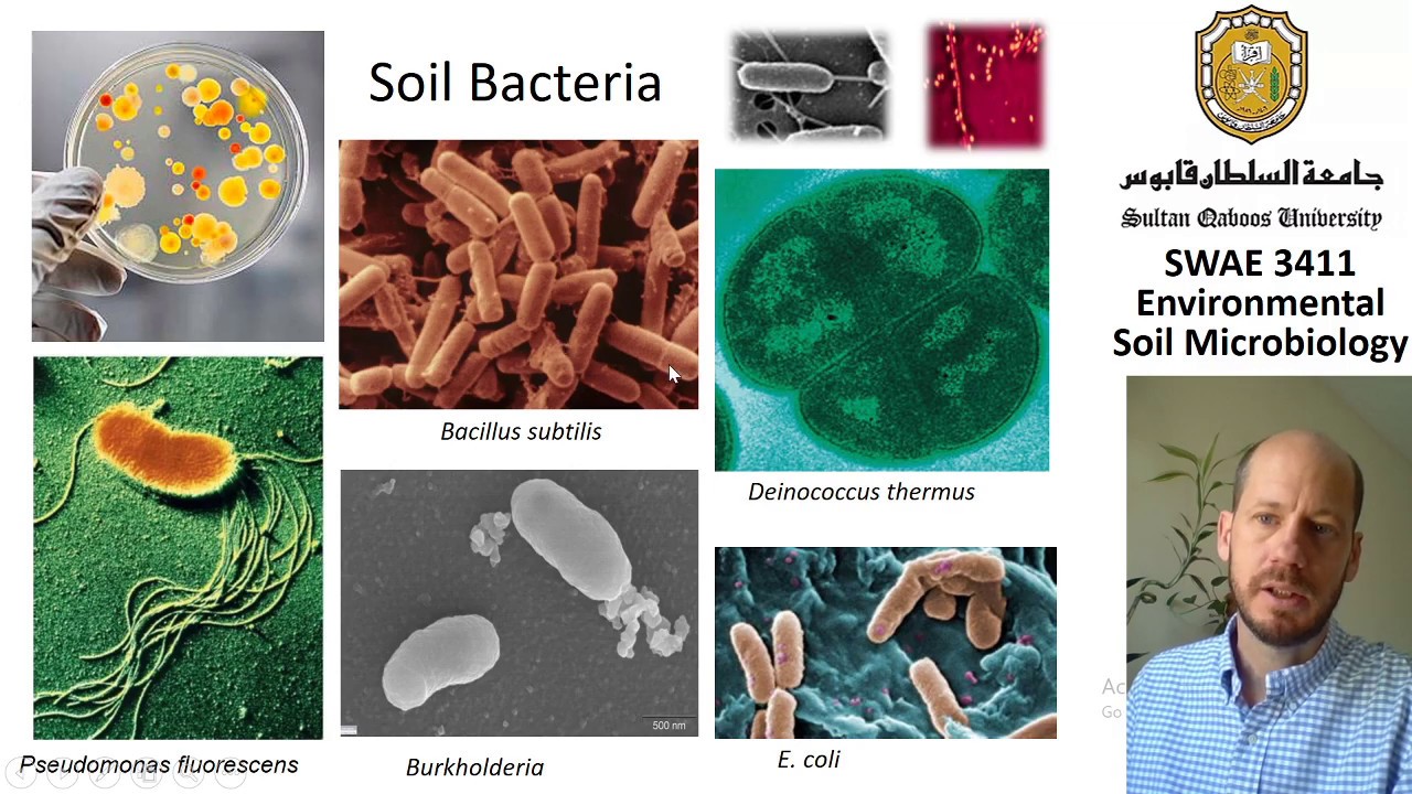 Почвенные бактерии это. Почвенные бактерии. Бактерии в почве. Почвенные микроорганизмы. Почвенные бактерии под микроскопом.