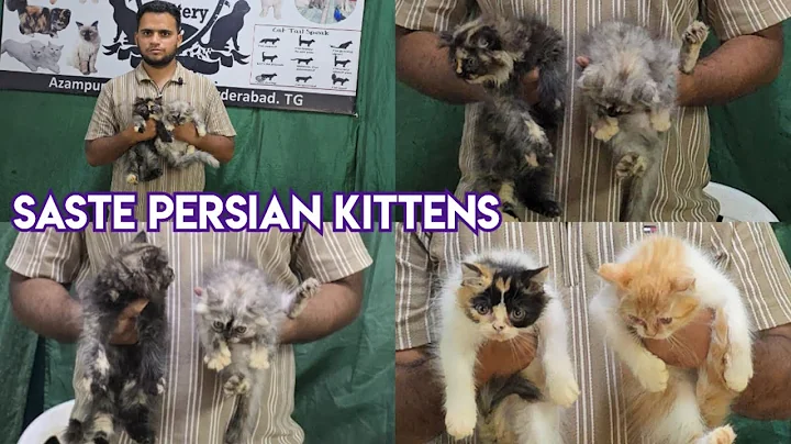 Video 9833111: persian kittens cattery, pet farms, calico