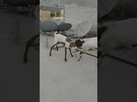 For Sale In Qta Reasons Abale Price If Interested Contact Num 03333854124