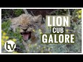 4 tiny new lion cubs cause havoc for mom