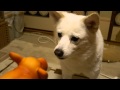 ブーブー鳴くおもちゃに過剰反応する犬