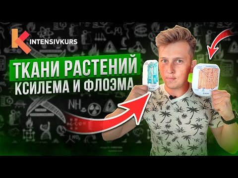 Раскрывая секрет ТКАНЕЙ РАСТЕНИЙ — Ксилемы и Флоэмы