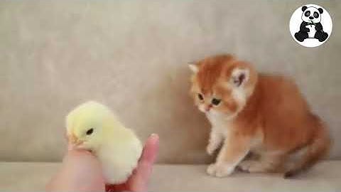 Baby cats - cute and funny cats (OFFICIAL VIDEO) PANDA. 02