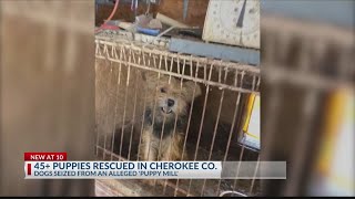 45-50 small dogs rescued from Cherokee County ‘puppy mill’, Nicholas Pet Haven pleas for help