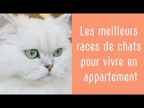 Les 10 Meilleurs Races De Chats Pour Vivre En Appartement Ou Dans Un Petit Espace Youtube
