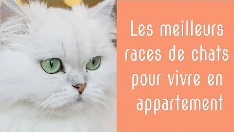 Quelle Race Chat Appartement
