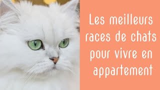 Les 10 meilleurs races de chats pour vivre en appartement ou dans un petit espace