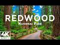 Redwood National Park 4K Ultra HD | Giant Redwoods, Misty Forest Trails & Epic Forest Landscapes