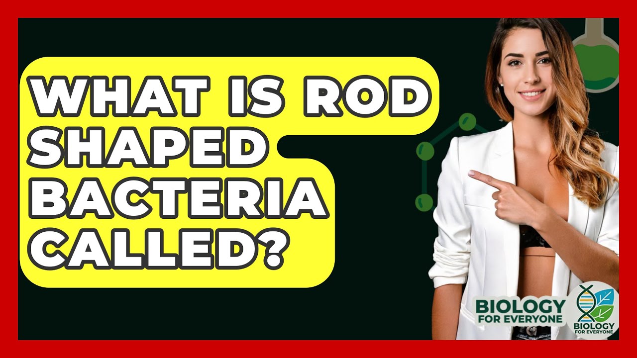 What Is Rod Shaped Bacteria Called? - Biology For Everyone