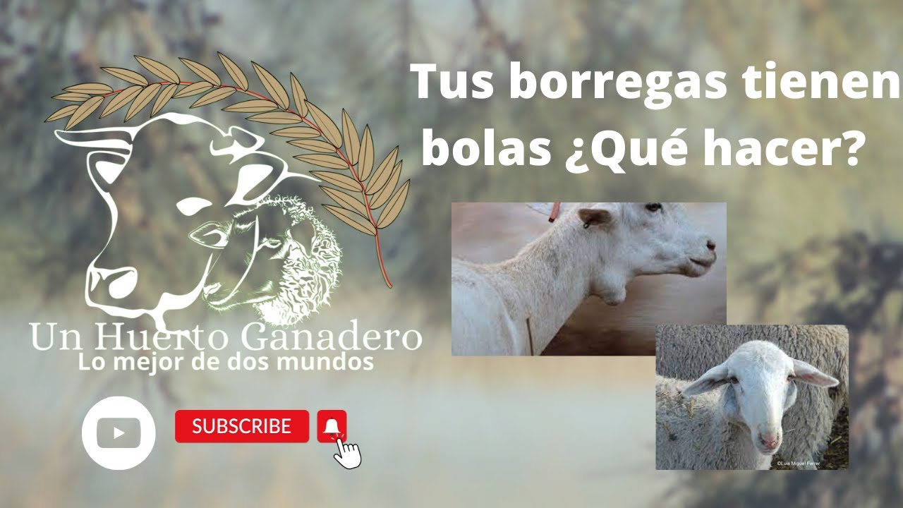 BOLAS en mis BORREGAS ¿Qué HACER? Linfadenitis #recomendaciones #prevenir
