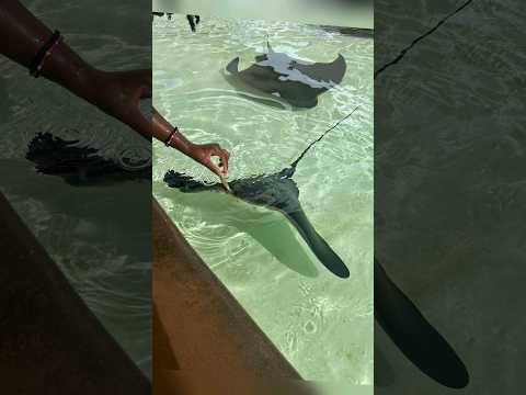 Avaxat Elementary School SeaWorld trip part 2