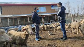 Success story of an entrepreneur in Sheep farming @Kulgam